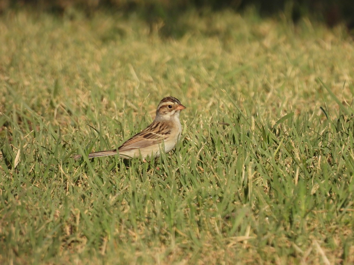 Clay-colored Sparrow - ML618731486
