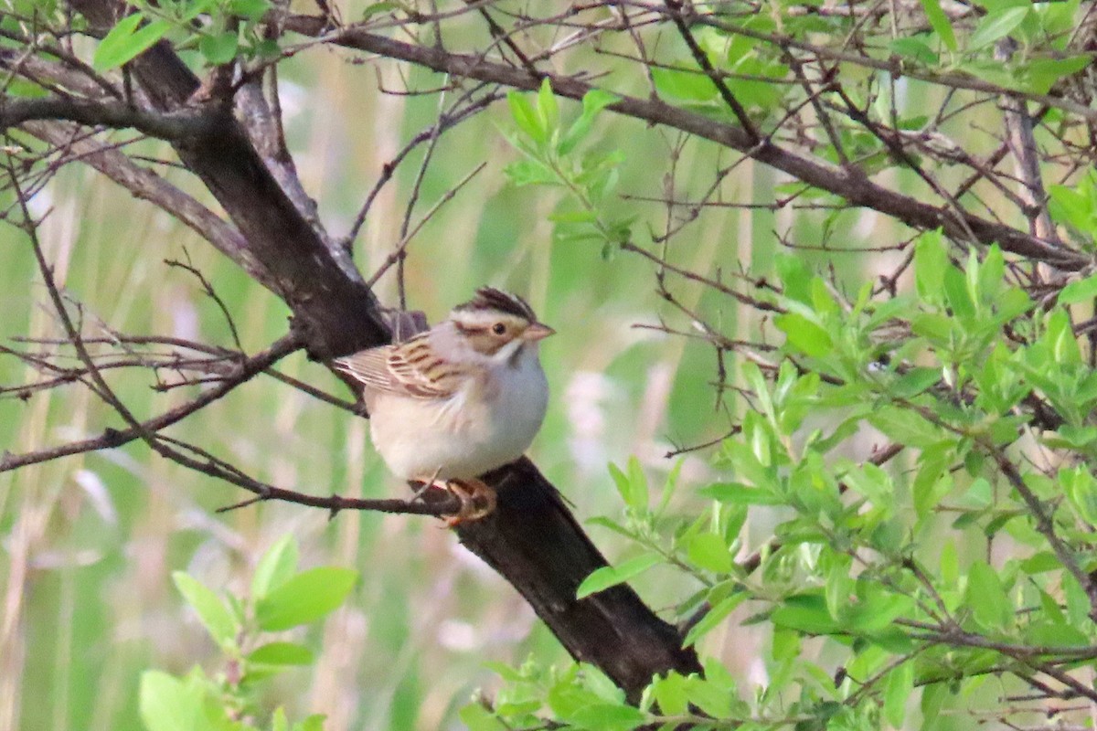 Clay-colored Sparrow - ML618731495