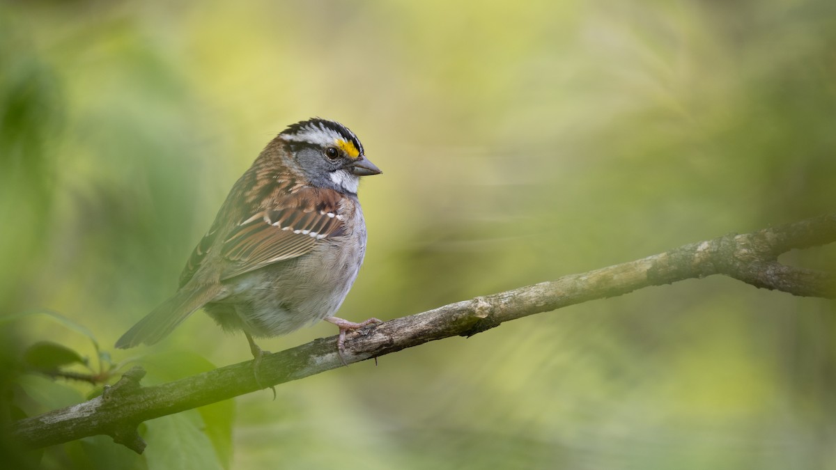 White-throated Sparrow - ML618731502