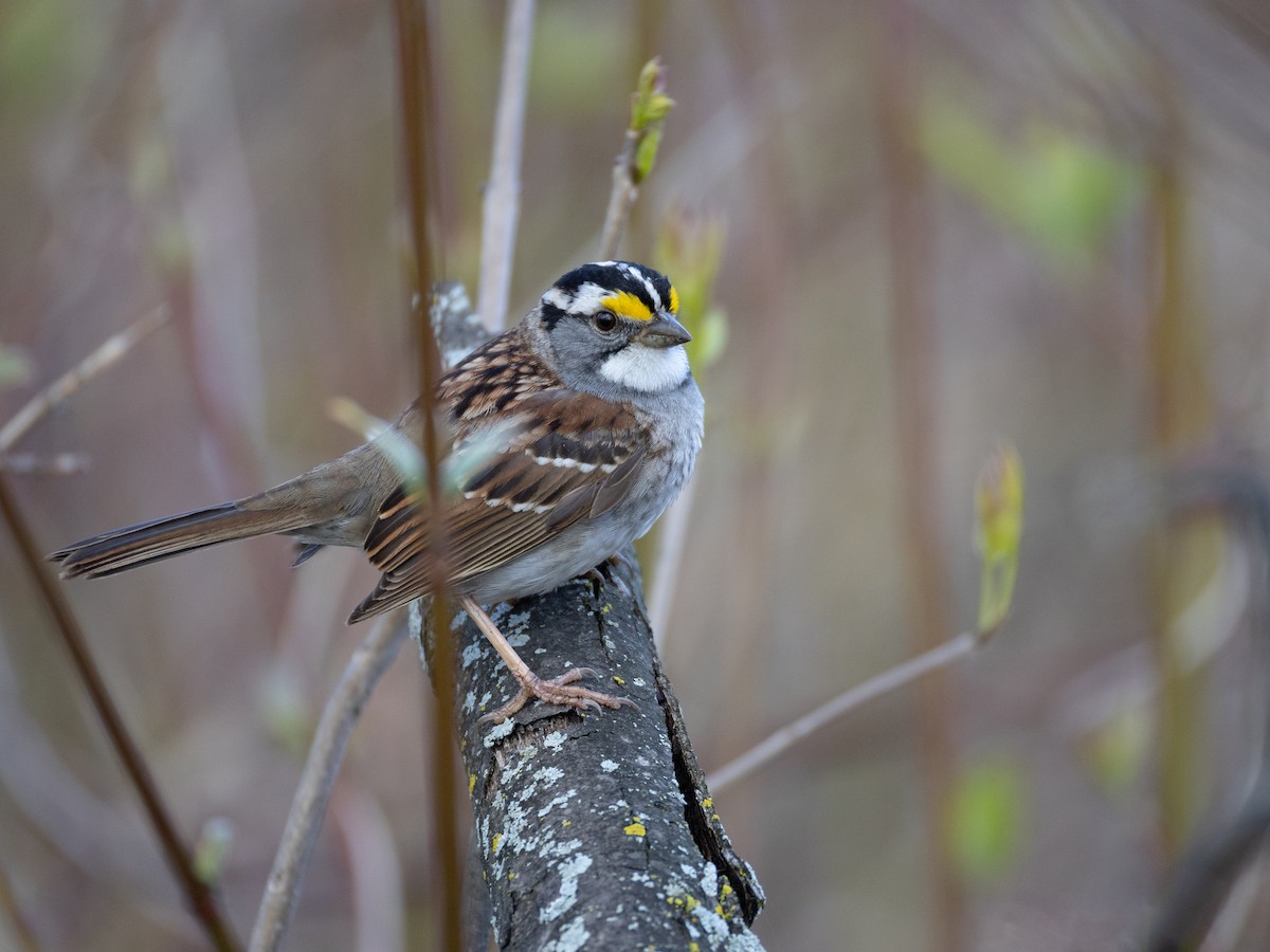 White-throated Sparrow - ML618731503