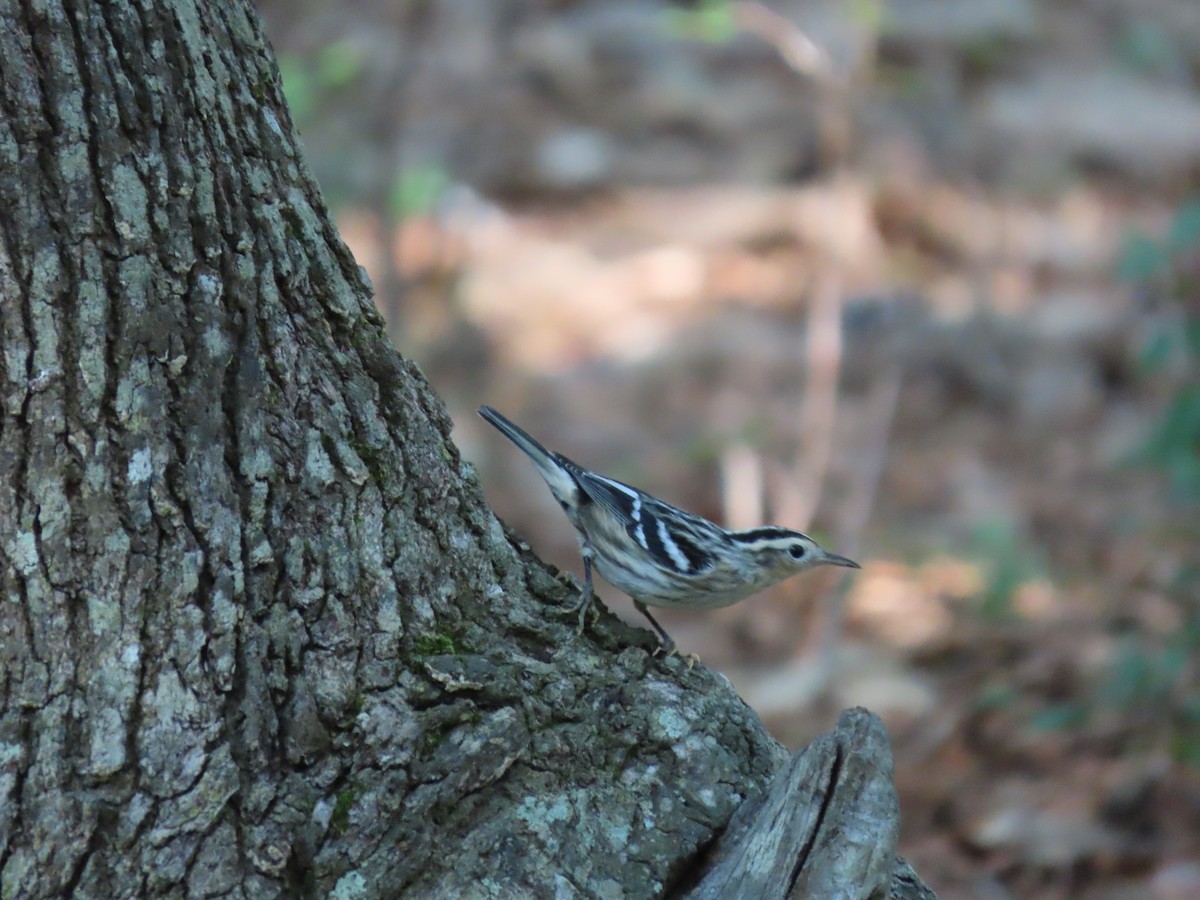 Black-and-white Warbler - ML618731521