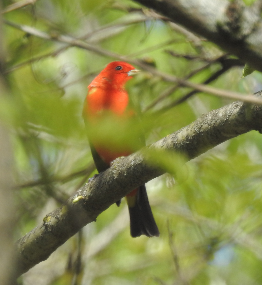 Scarlet Tanager - ML618731536