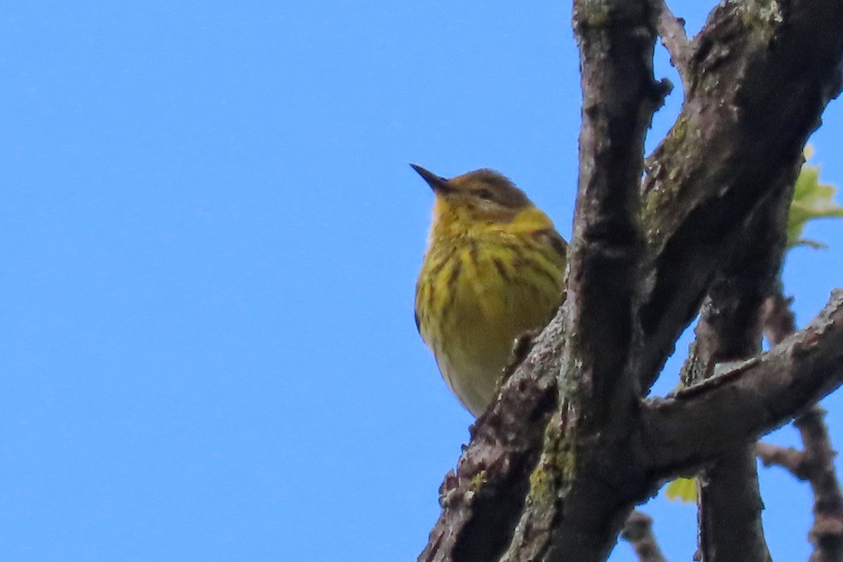Cape May Warbler - ML618731541