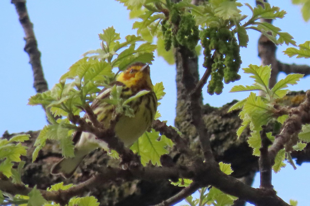 Cape May Warbler - ML618731542