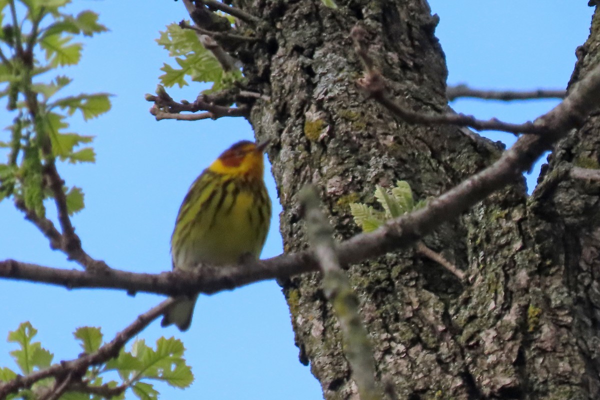 Cape May Warbler - ML618731543