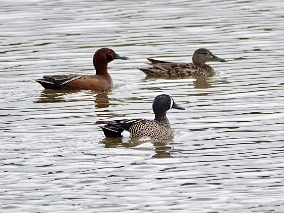 eBird Checklist - 9 May 2024 - Bolsa Chica Ecological Reserve-Backside ...