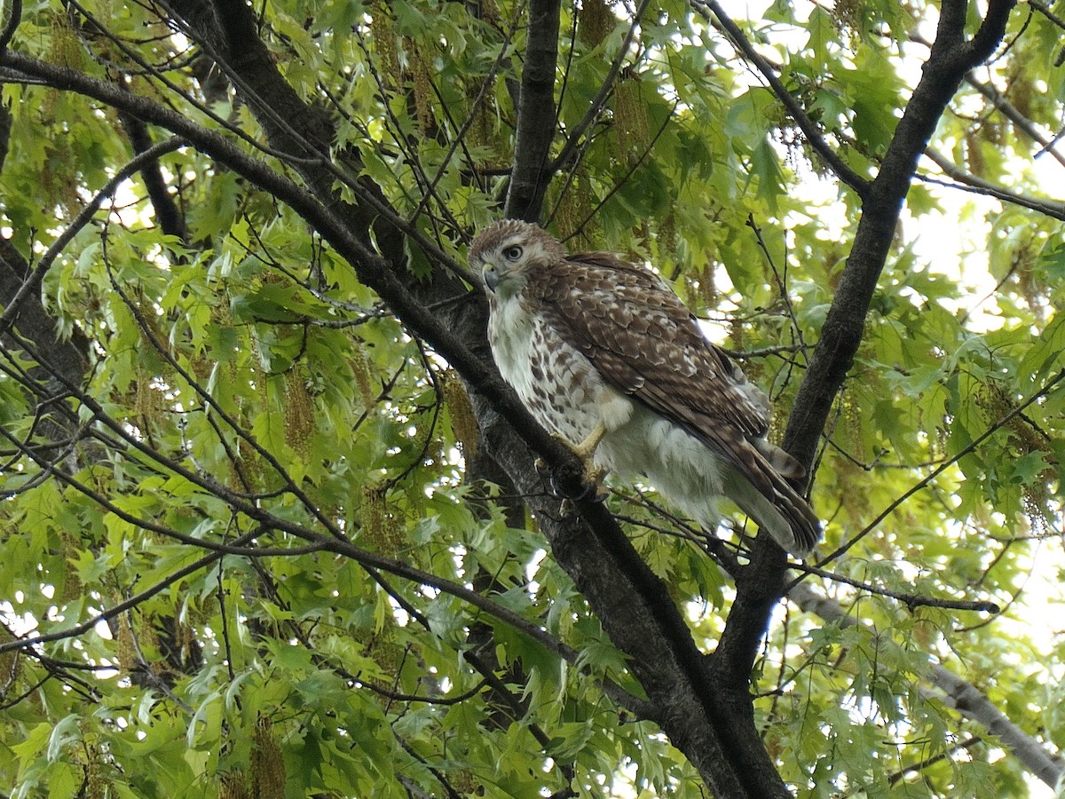 Red-tailed Hawk - ML618731582