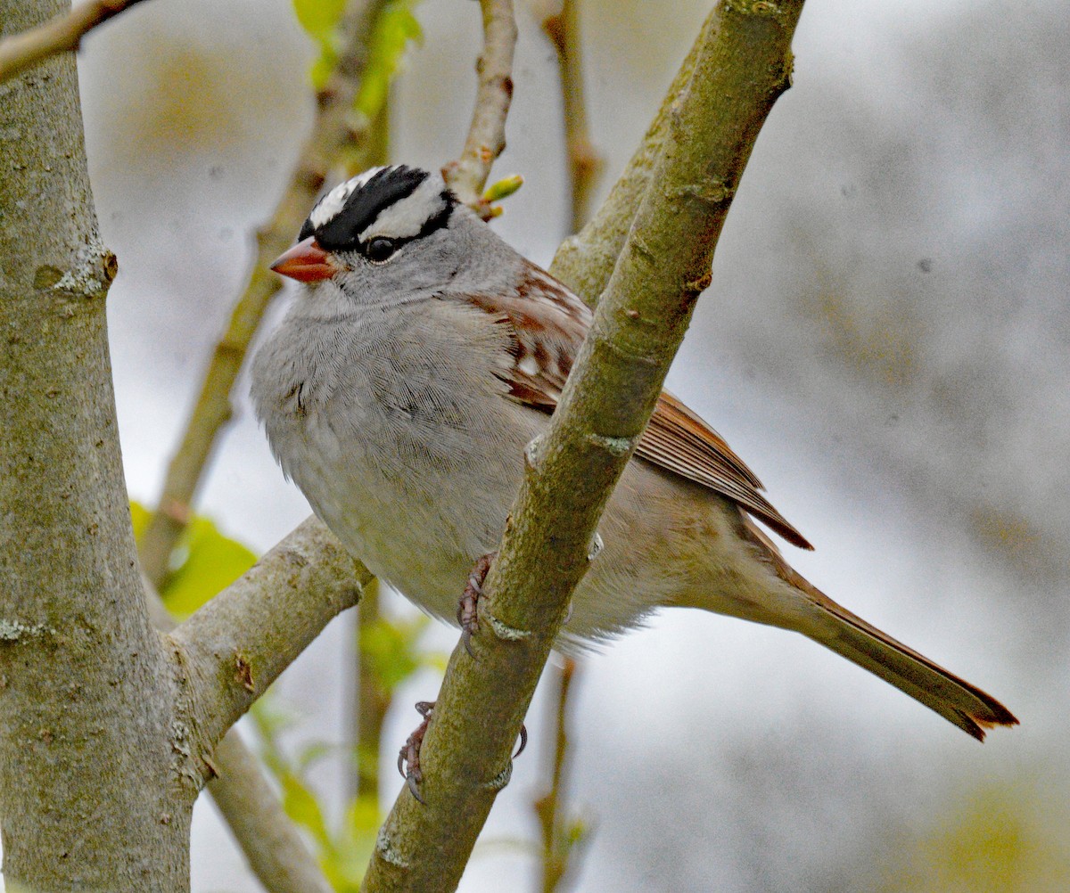 White-crowned Sparrow - ML618731593