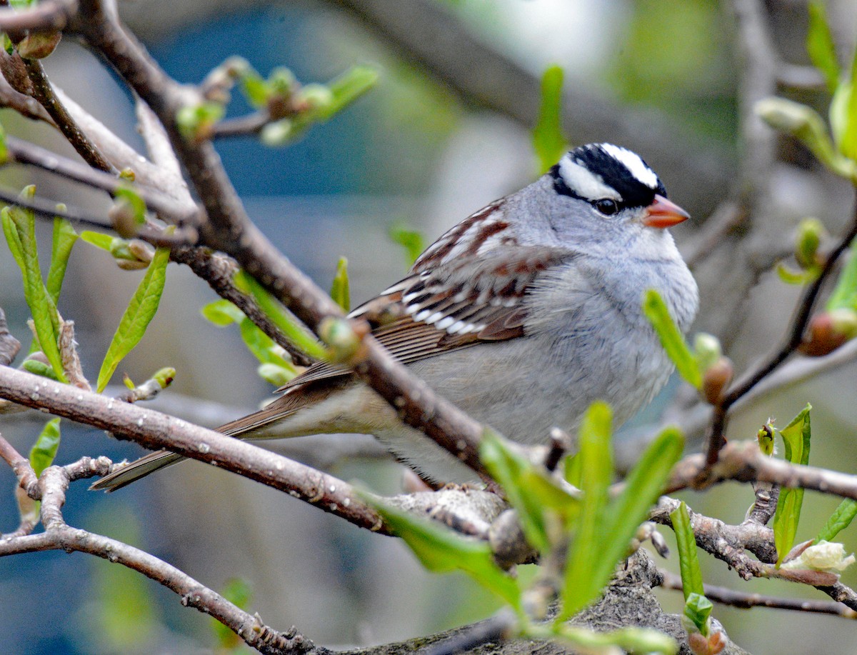 White-crowned Sparrow - ML618731594