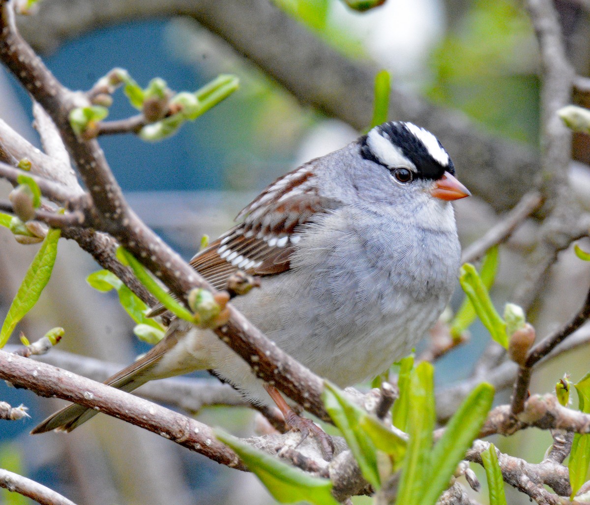 White-crowned Sparrow - ML618731595