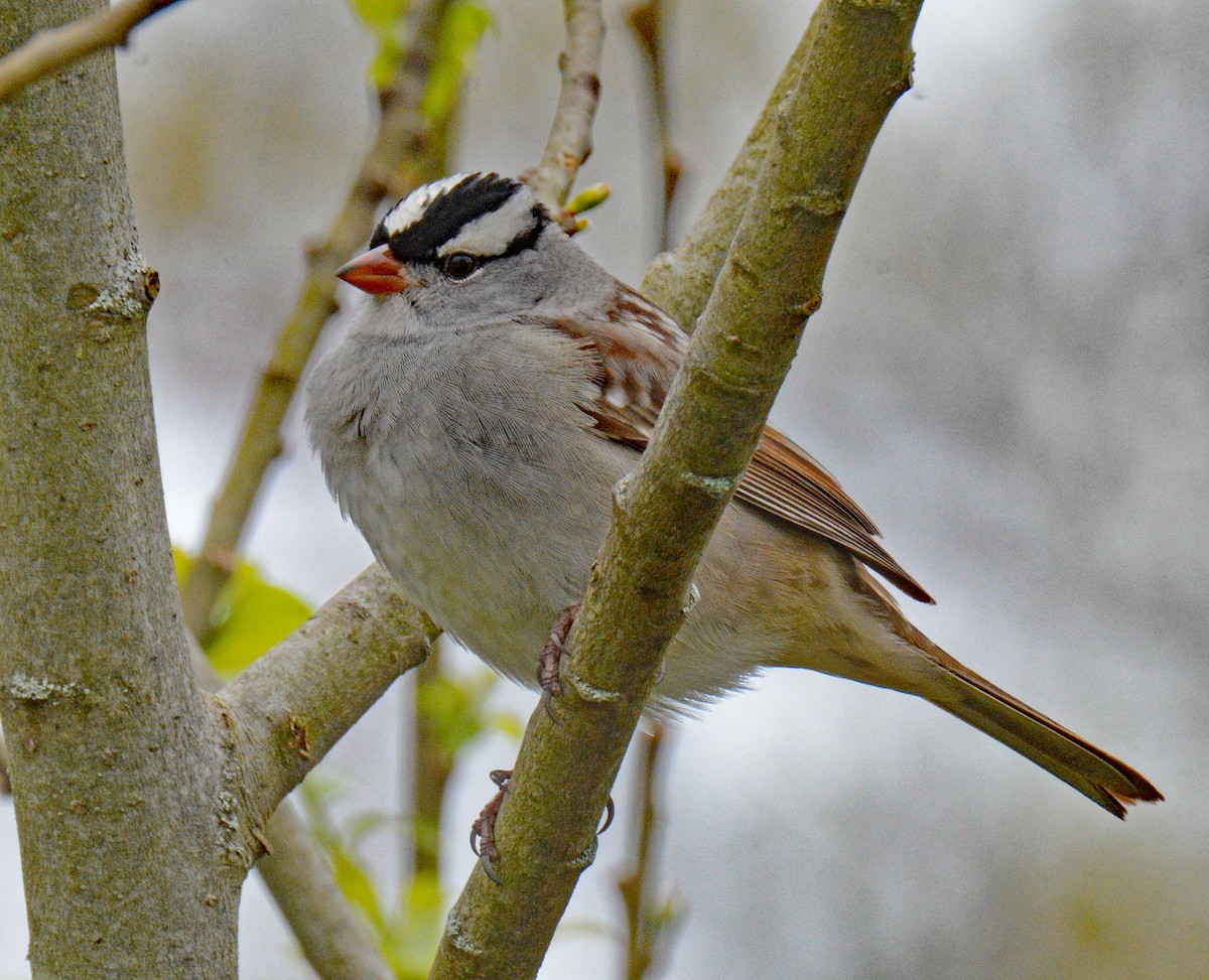 White-crowned Sparrow - ML618731596