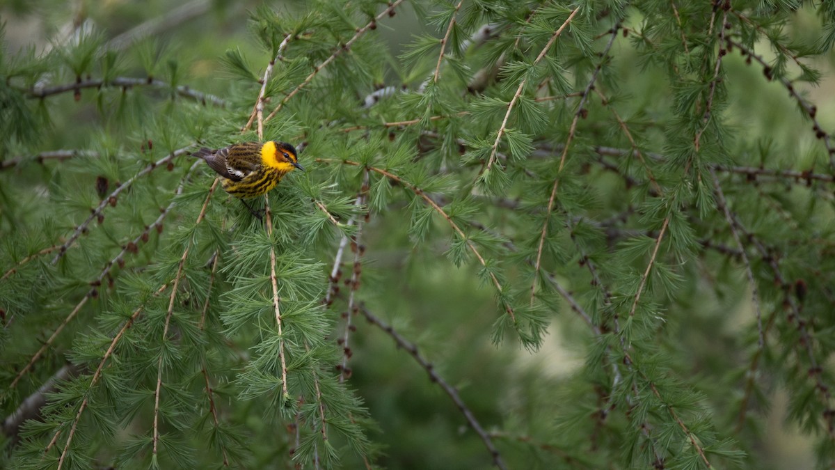 Cape May Warbler - ML618731620