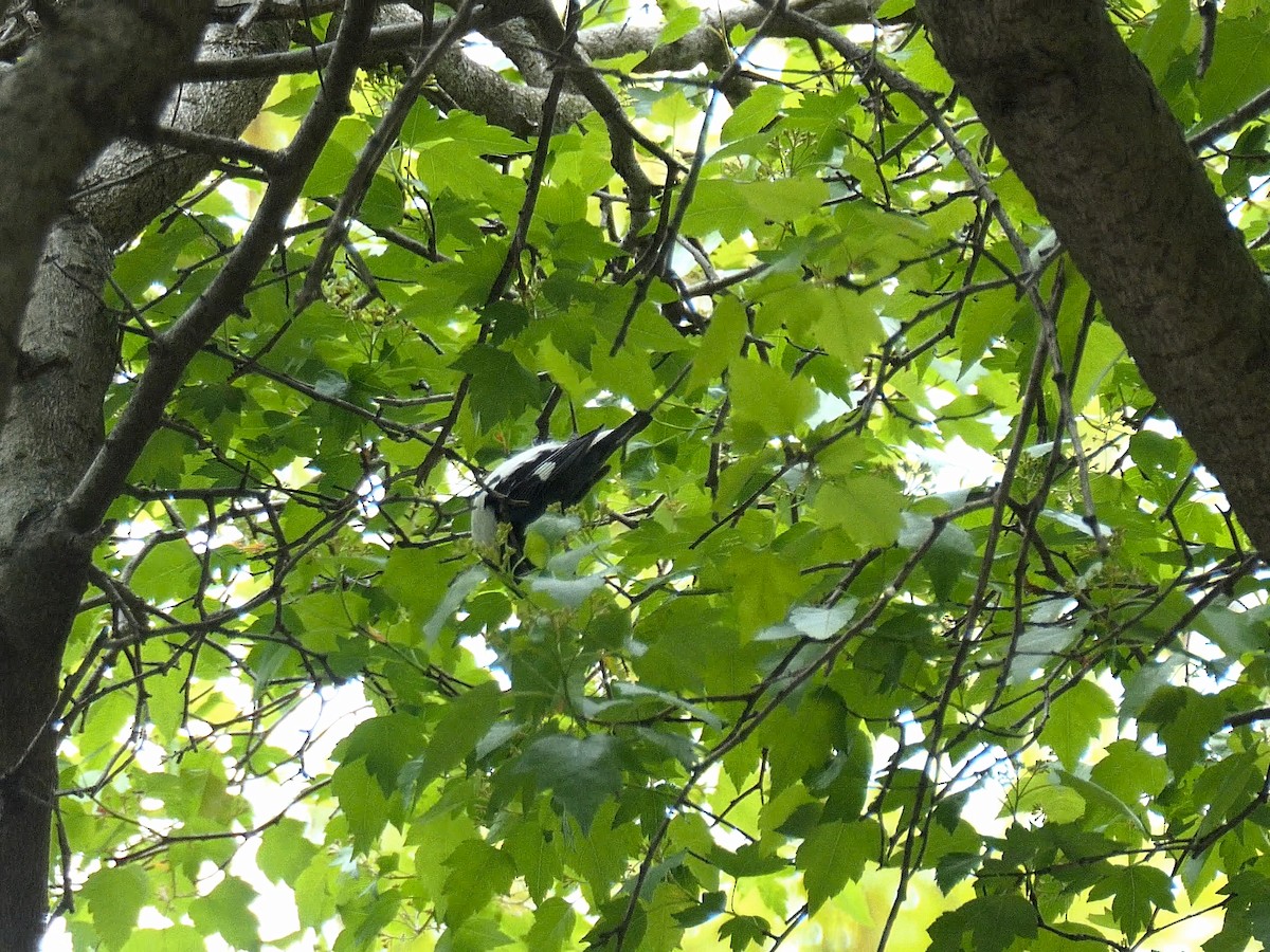 Black-throated Blue Warbler - ML618731634