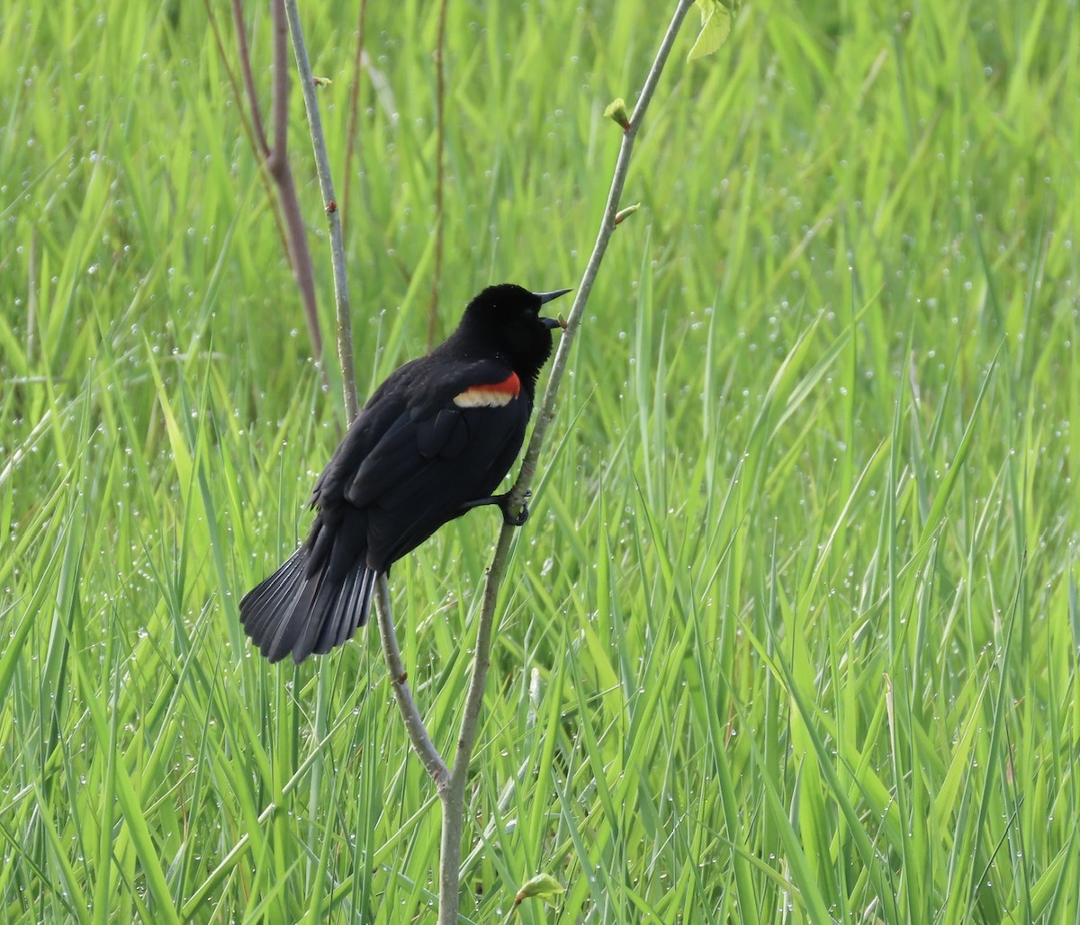 Red-winged Blackbird - ML618731639