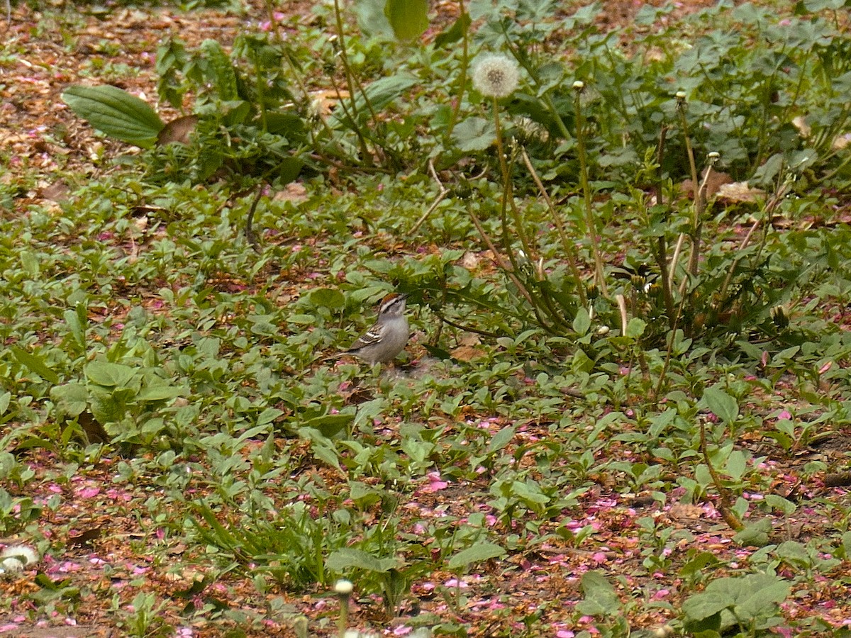 Chipping Sparrow - ML618731682