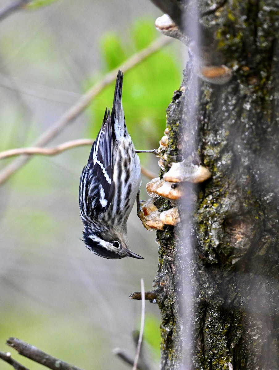 Black-and-white Warbler - ML618731683