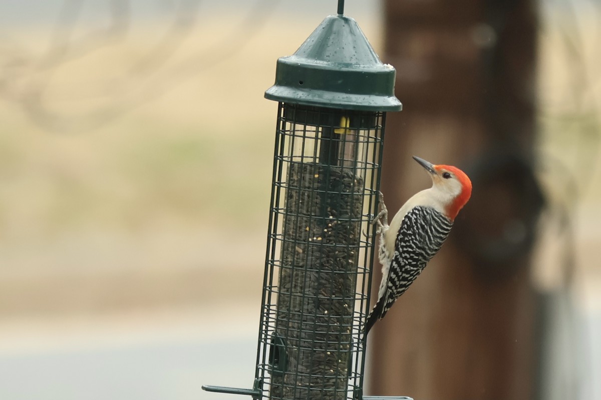 Red-bellied Woodpecker - ML618731695