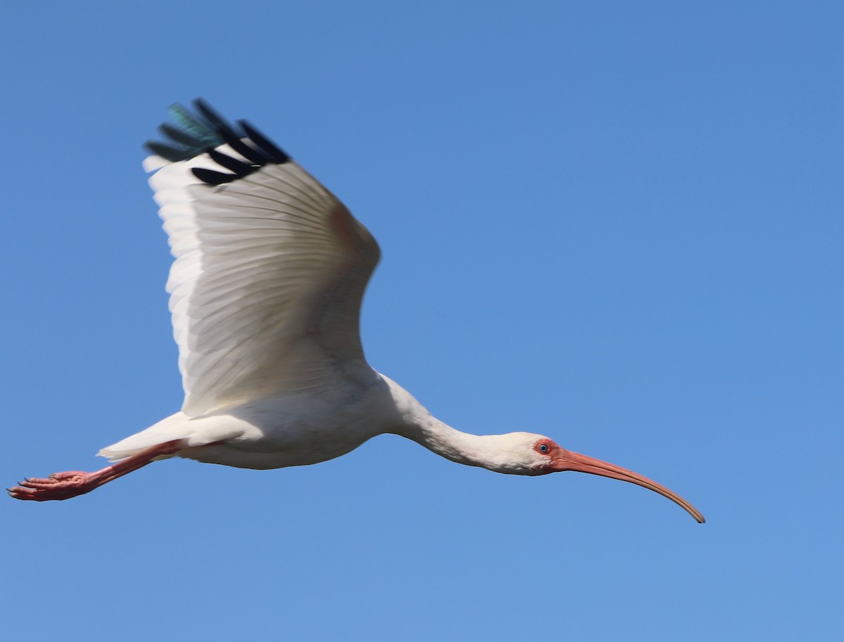ibis bílý - ML618731711