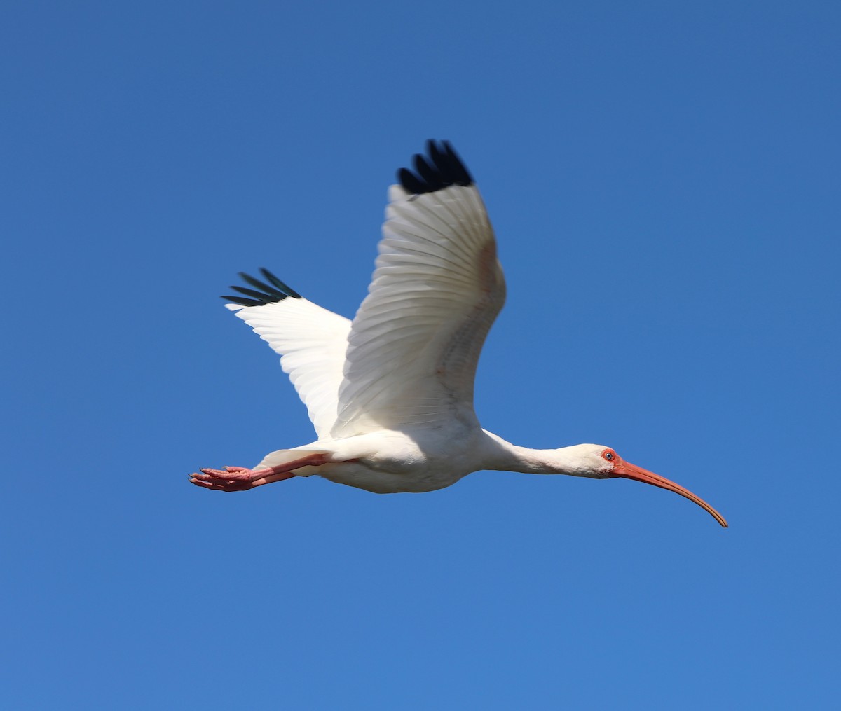 ibis bílý - ML618731713