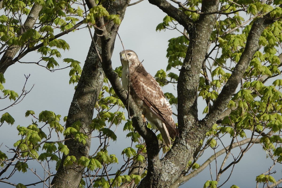 Red-tailed Hawk - ML618731778