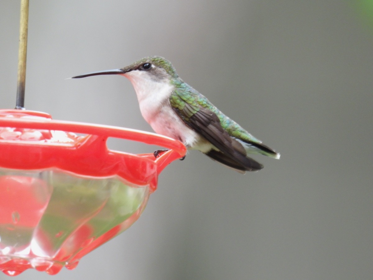 Ruby-throated Hummingbird - ML618731811