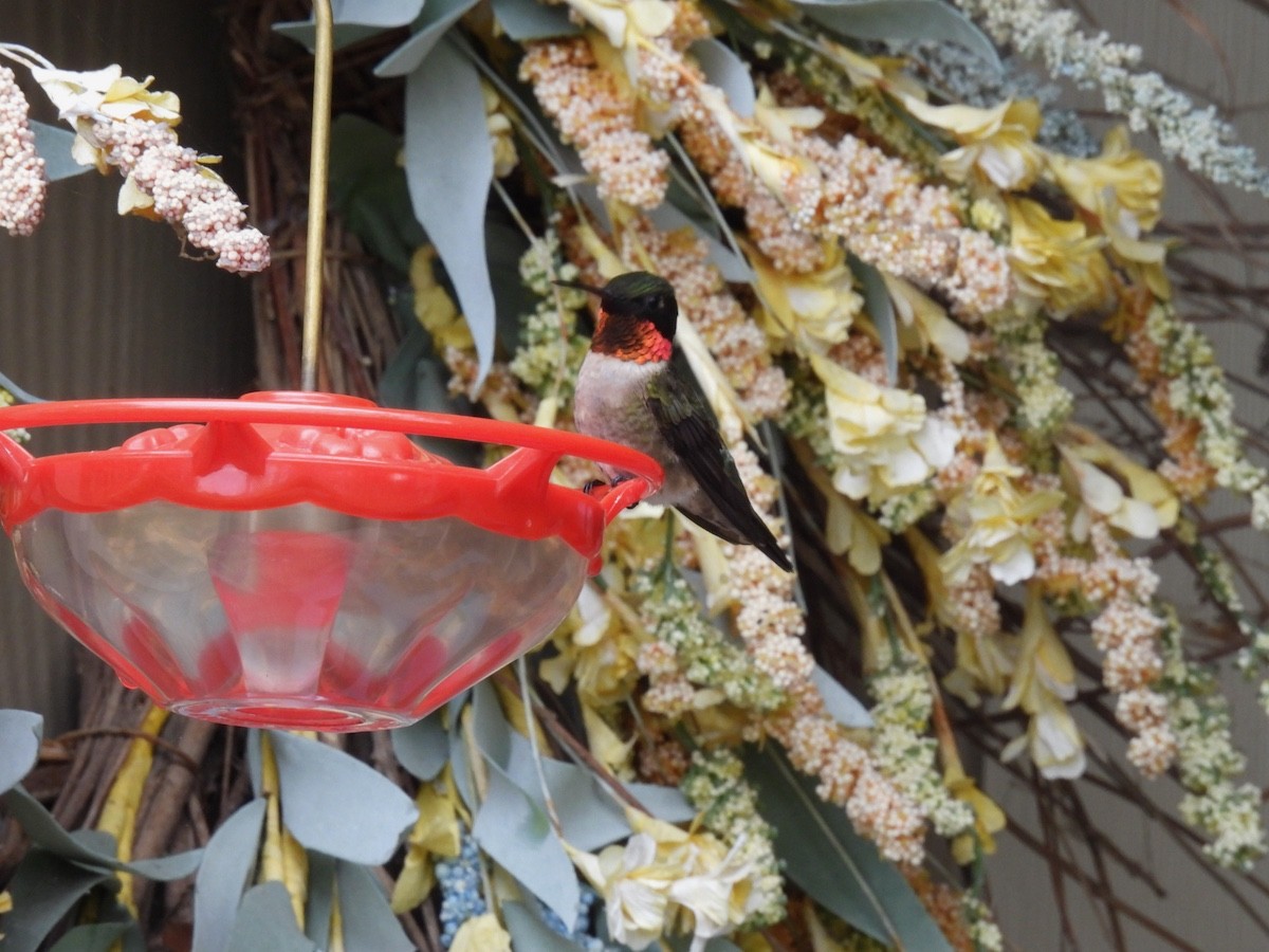 Ruby-throated Hummingbird - ML618731826