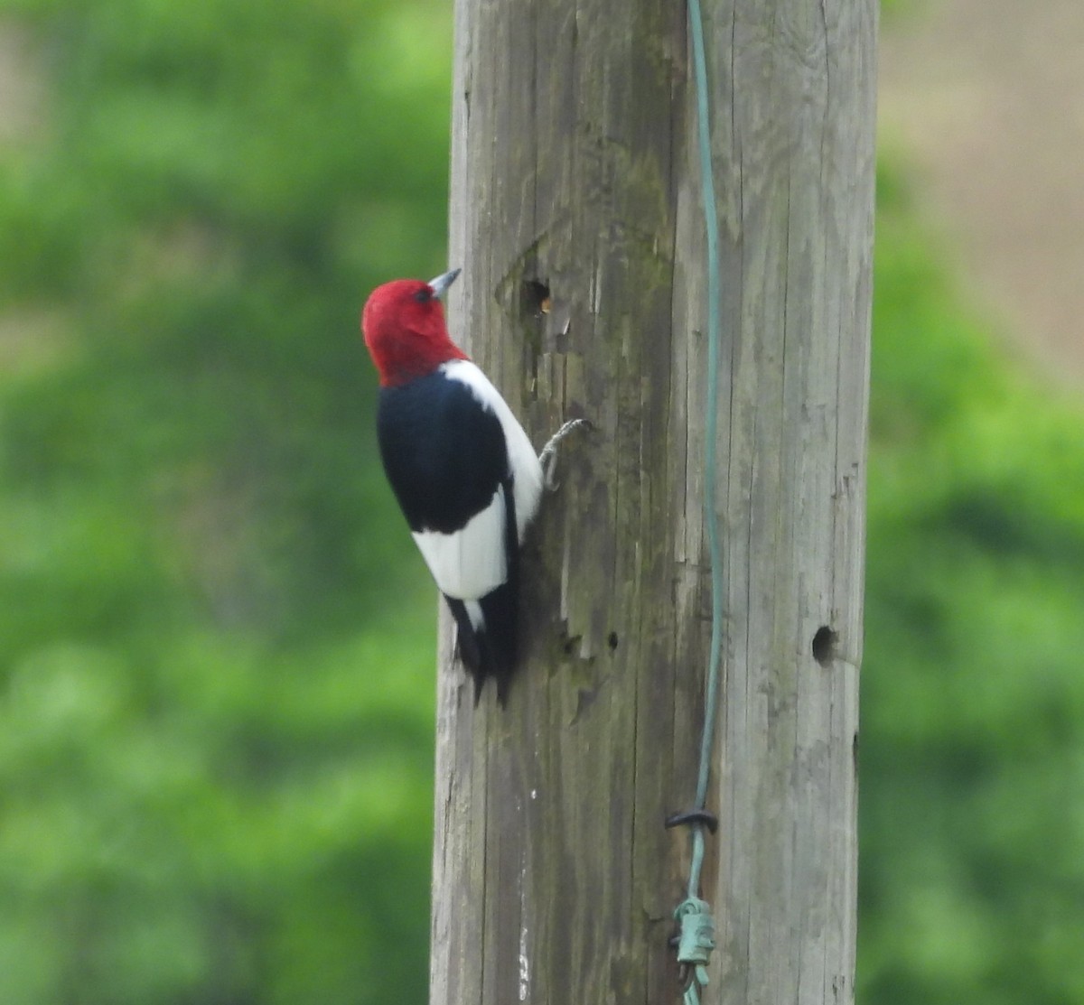 Red-headed Woodpecker - ML618731869