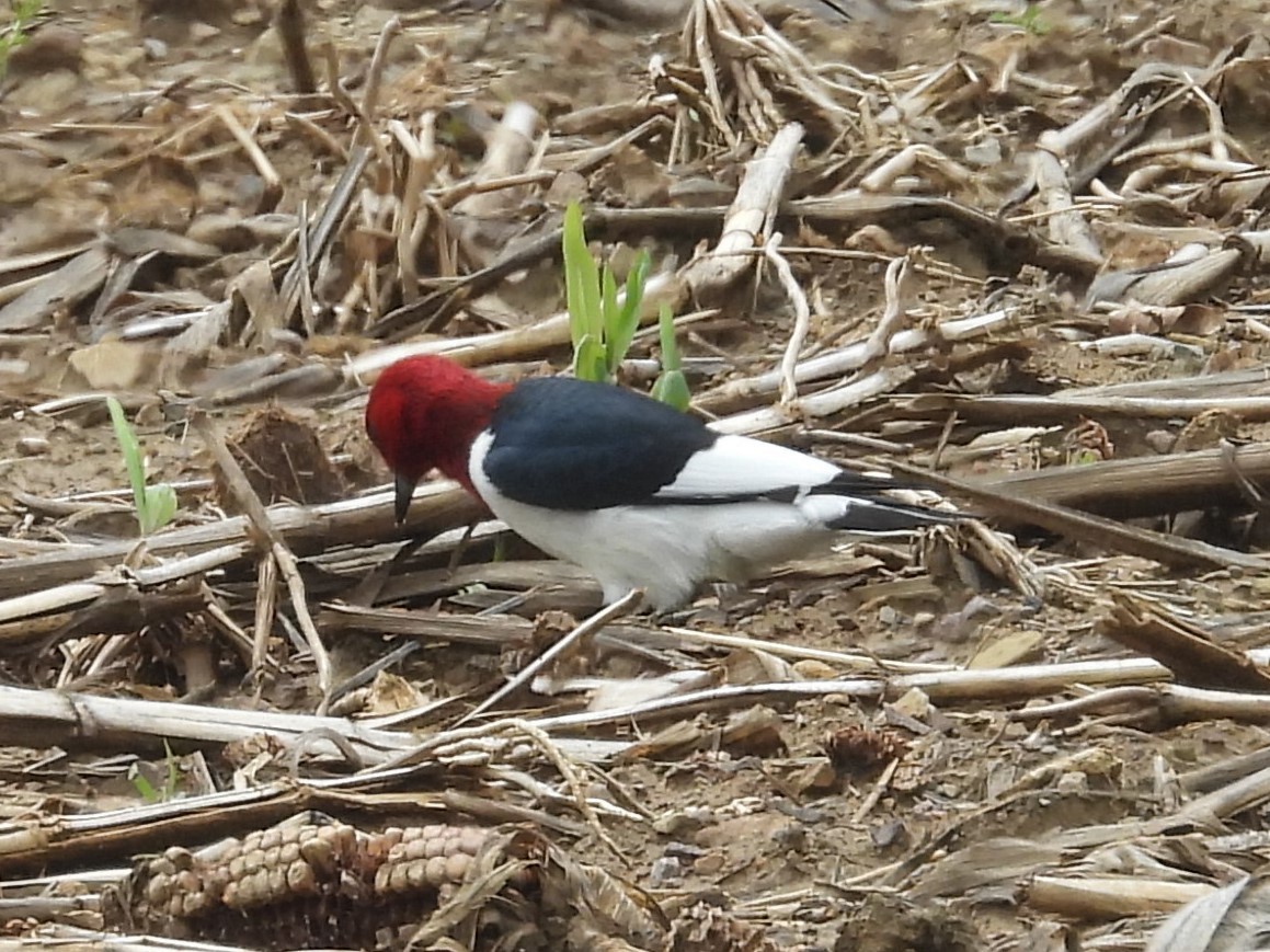 Red-headed Woodpecker - Bill Blauvelt