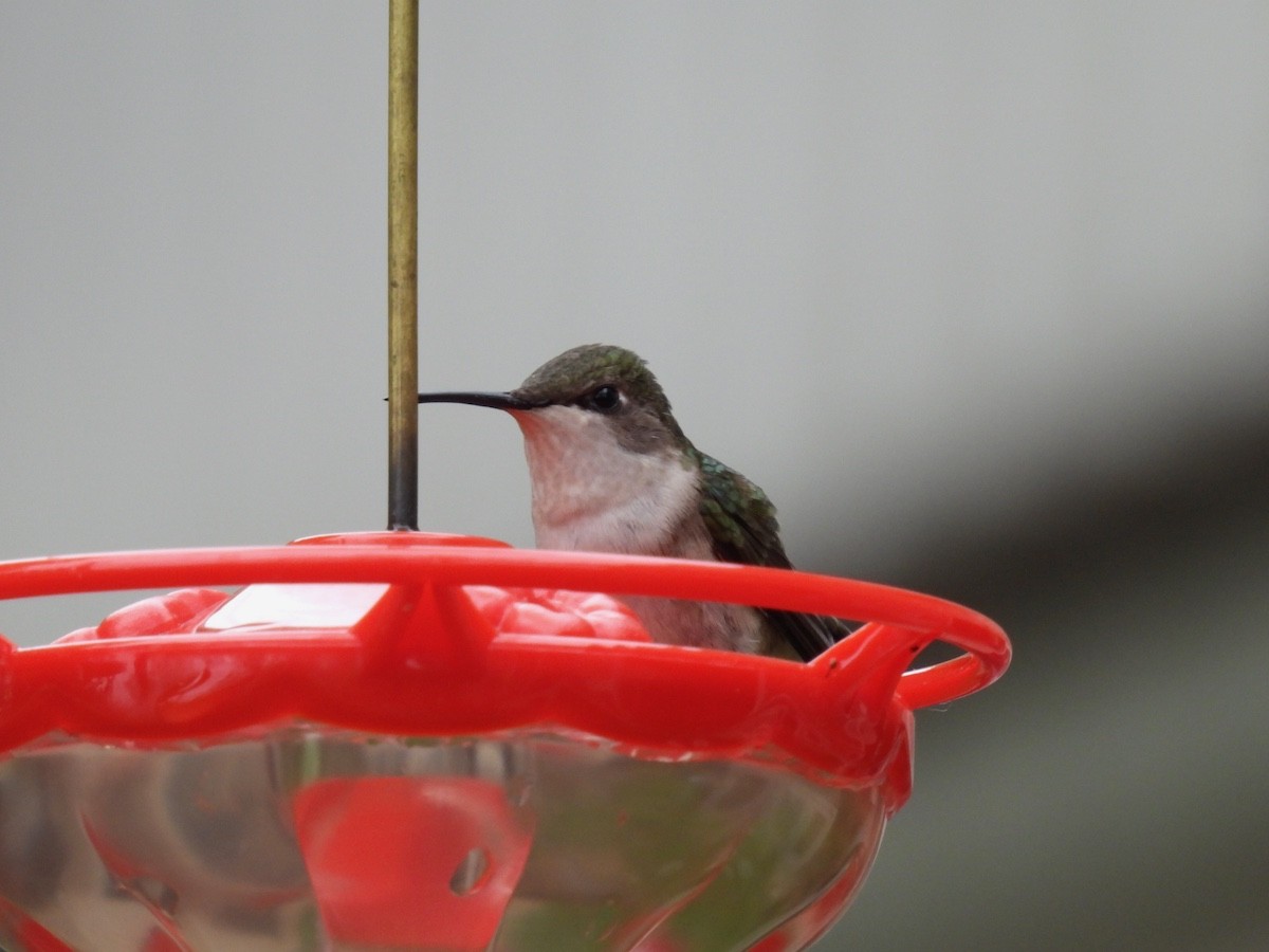 Ruby-throated Hummingbird - ML618731871