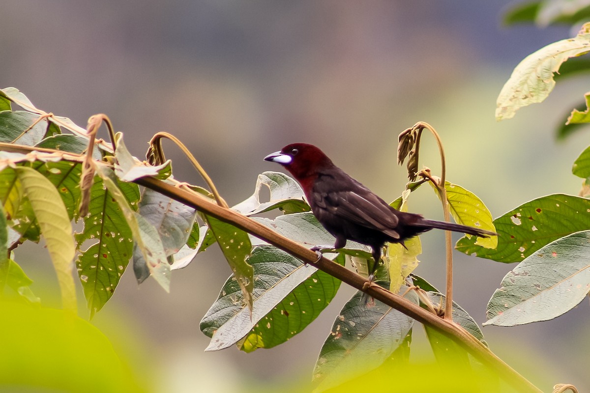 Silver-beaked Tanager - ML618731873