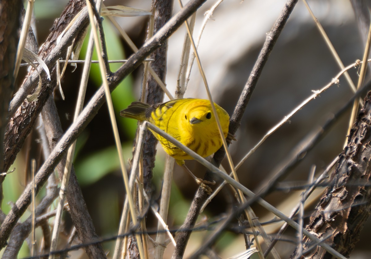 Yellow Warbler - Corry Clinton