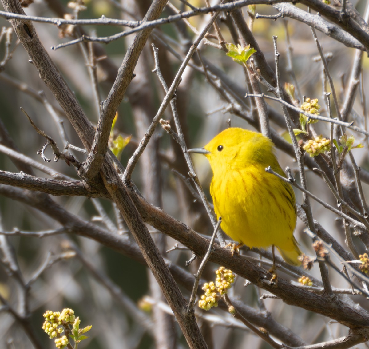 Yellow Warbler - Corry Clinton