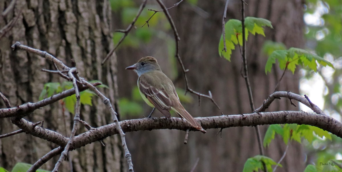 Great Crested Flycatcher - ML618731913