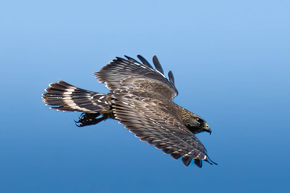 Broad-winged Hawk - ML618731955