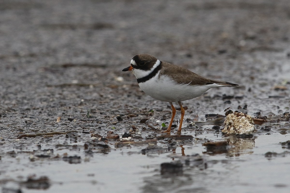 Semipalmated Plover - ML618731957