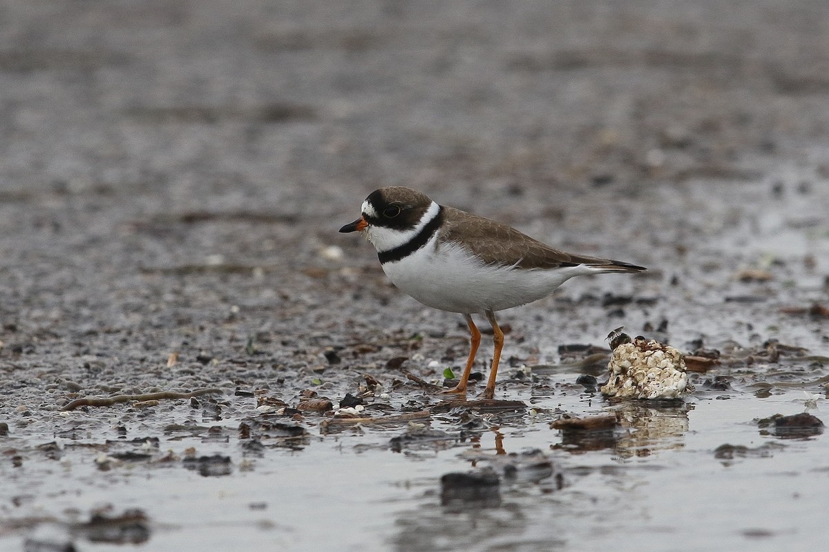 Semipalmated Plover - ML618731958