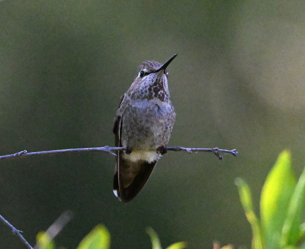 Anna's Hummingbird - ML618732040