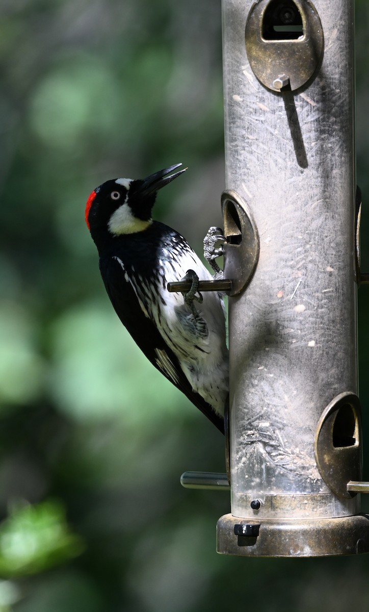 Acorn Woodpecker - Larry Jordan