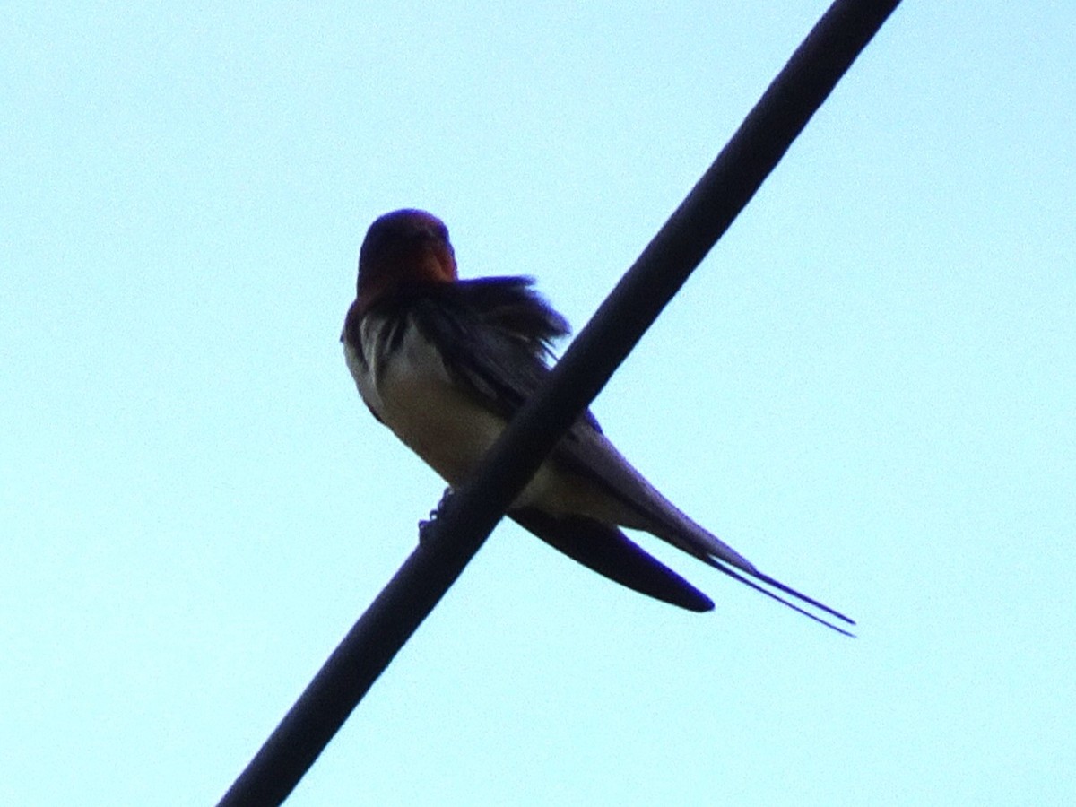 Barn Swallow - ML618732098