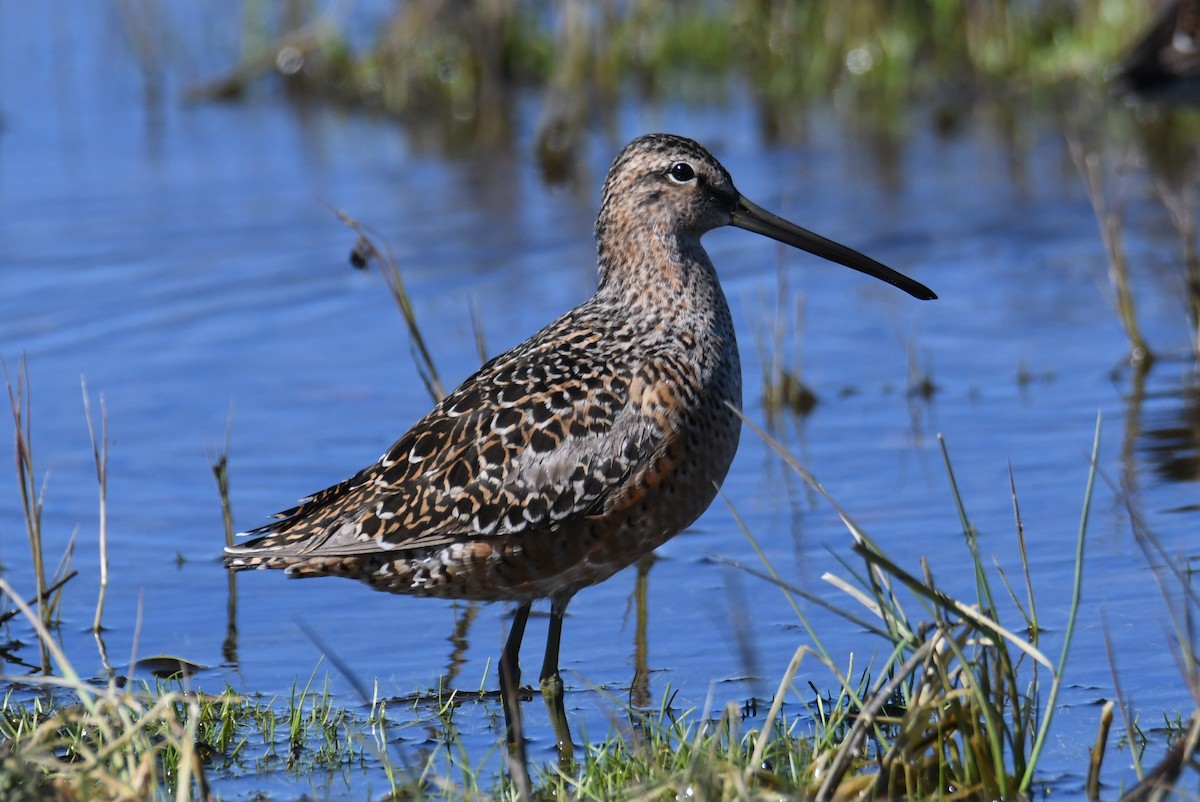Long-billed Dowitcher - ML618732101