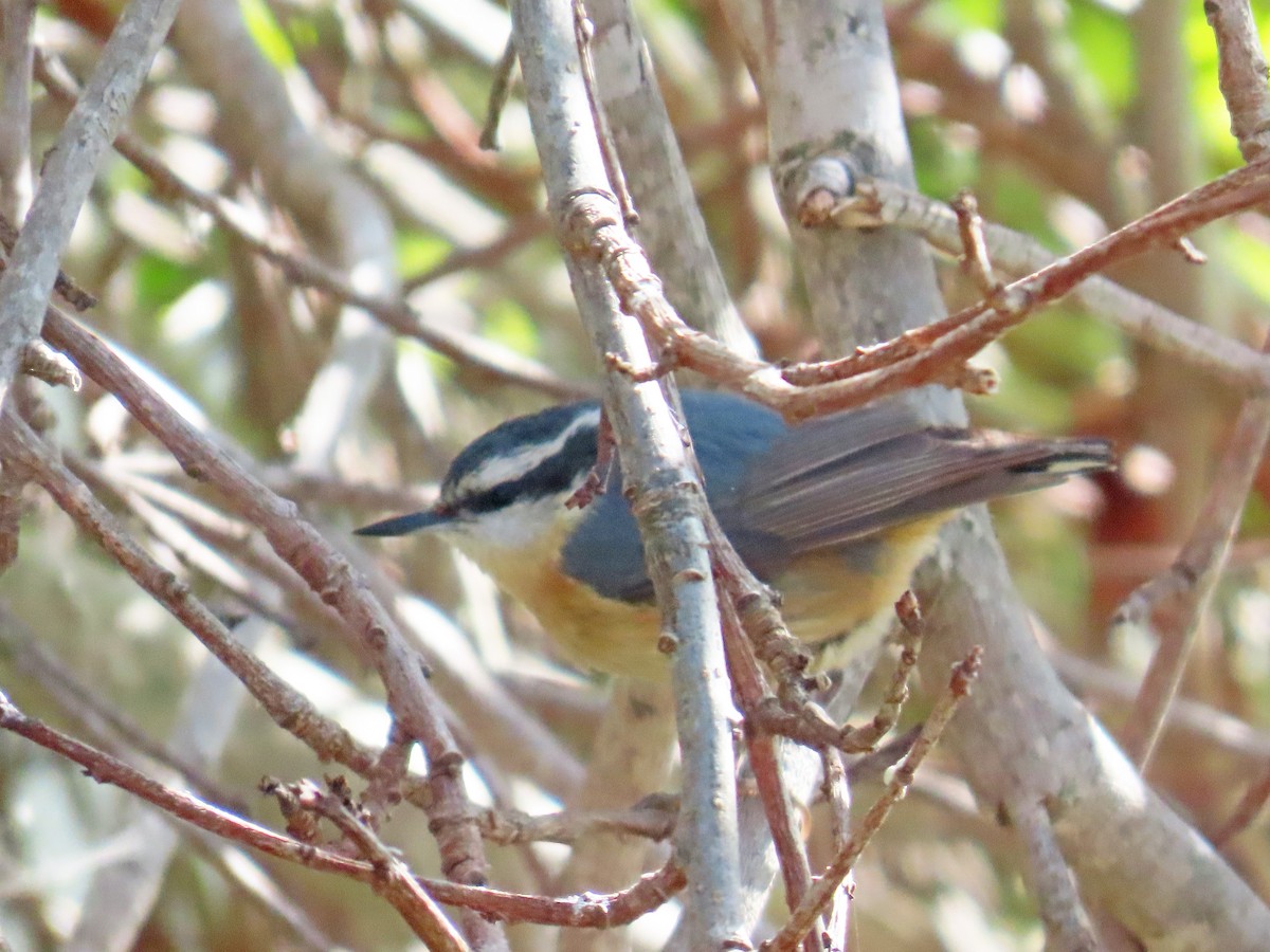 Red-breasted Nuthatch - ML618732131