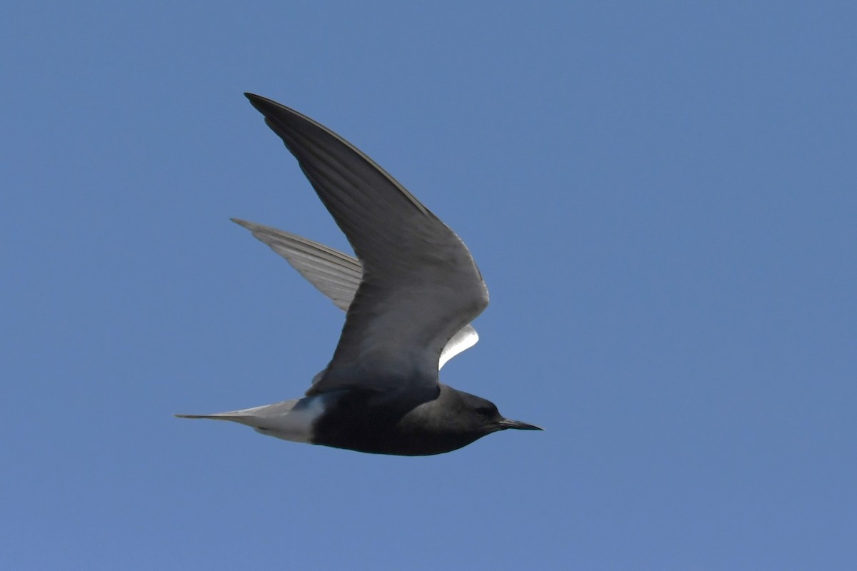 Black Tern - ML618732137