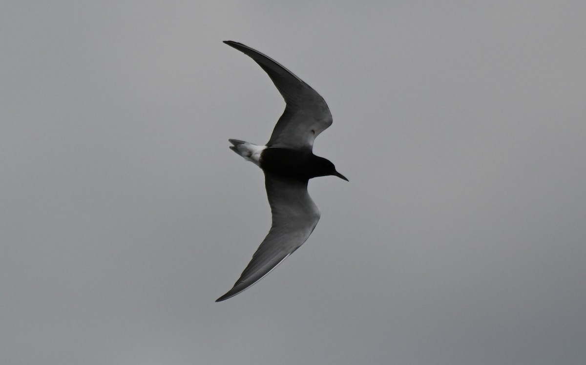 Black Tern - ML618732147