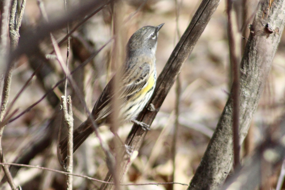 Yellow-rumped Warbler (Myrtle) - ML618732153