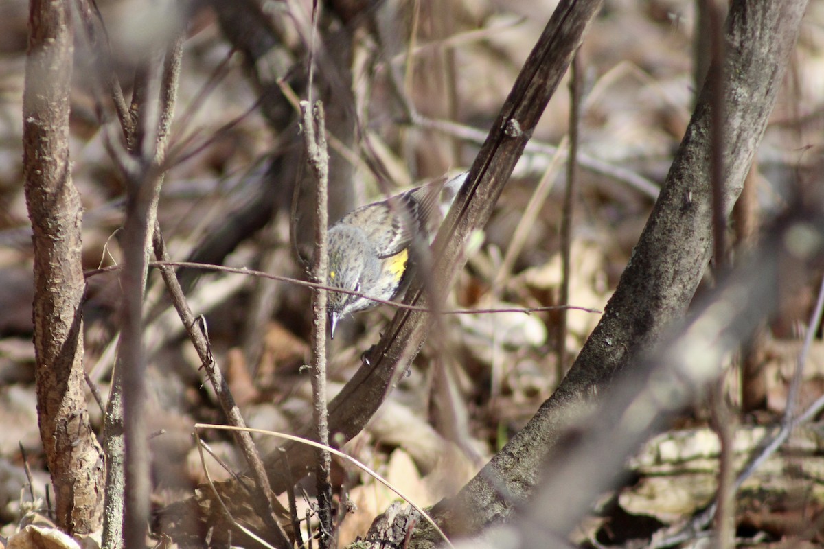 Yellow-rumped Warbler (Myrtle) - ML618732154