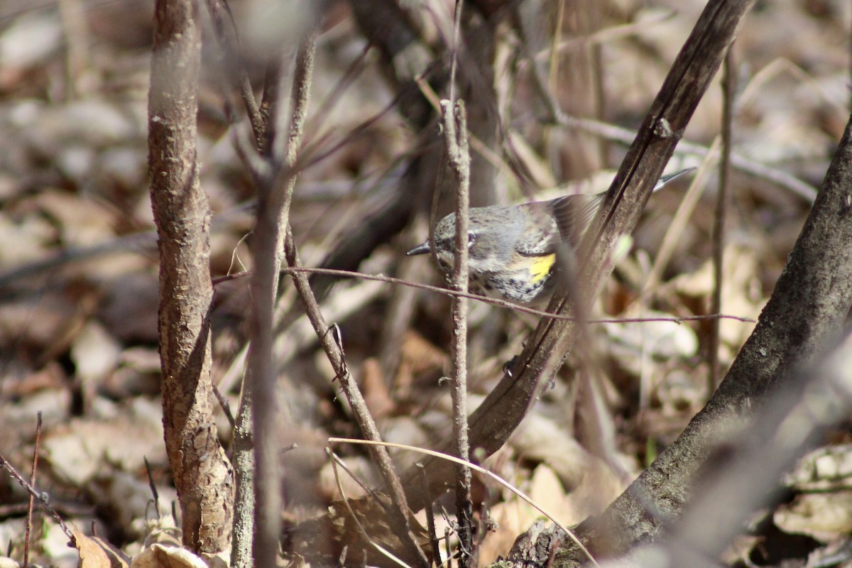 Yellow-rumped Warbler (Myrtle) - ML618732156