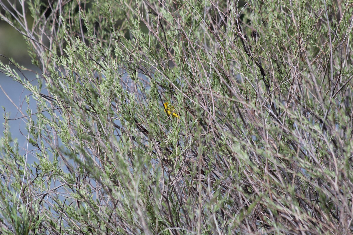 Yellow Warbler - ML618732158