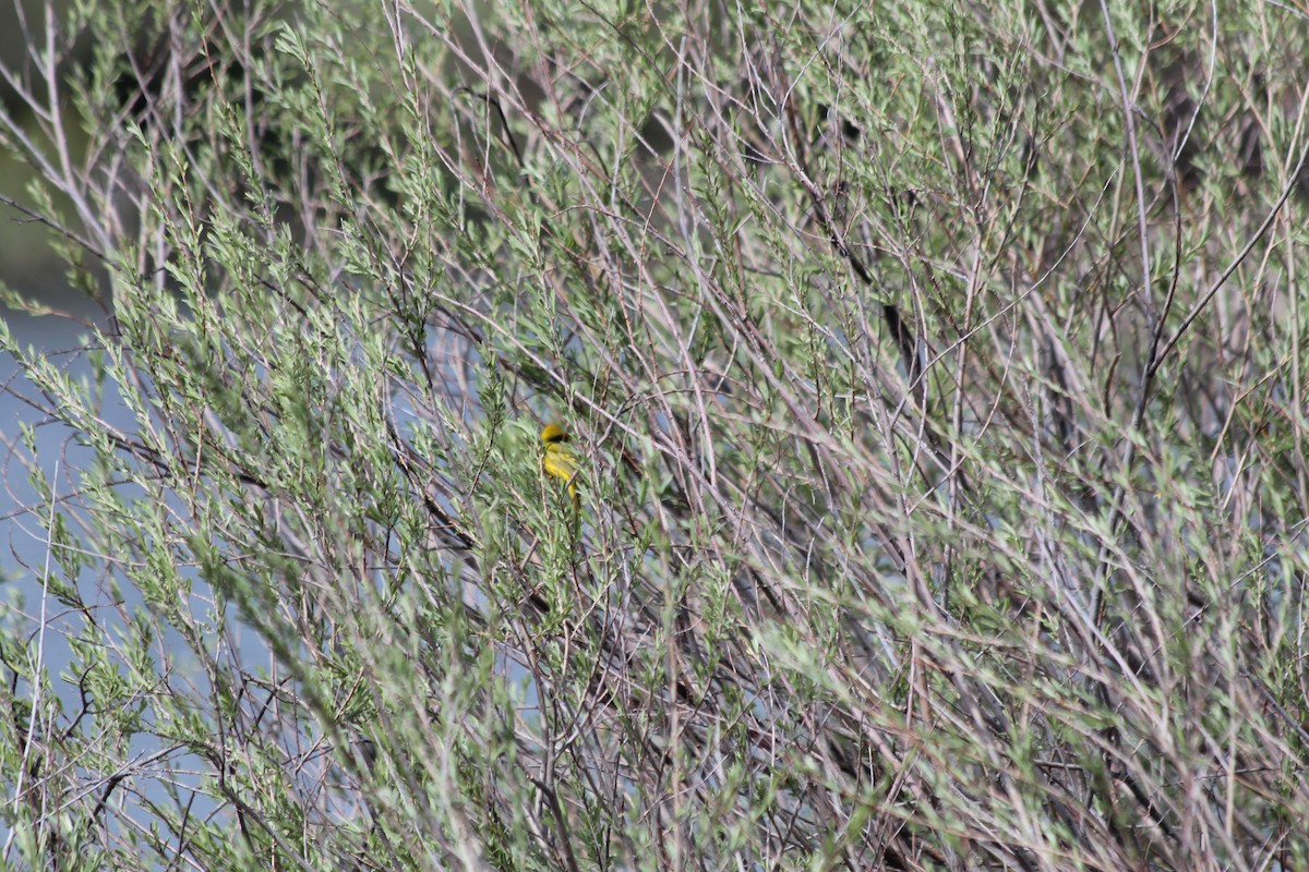 Yellow Warbler - ML618732159