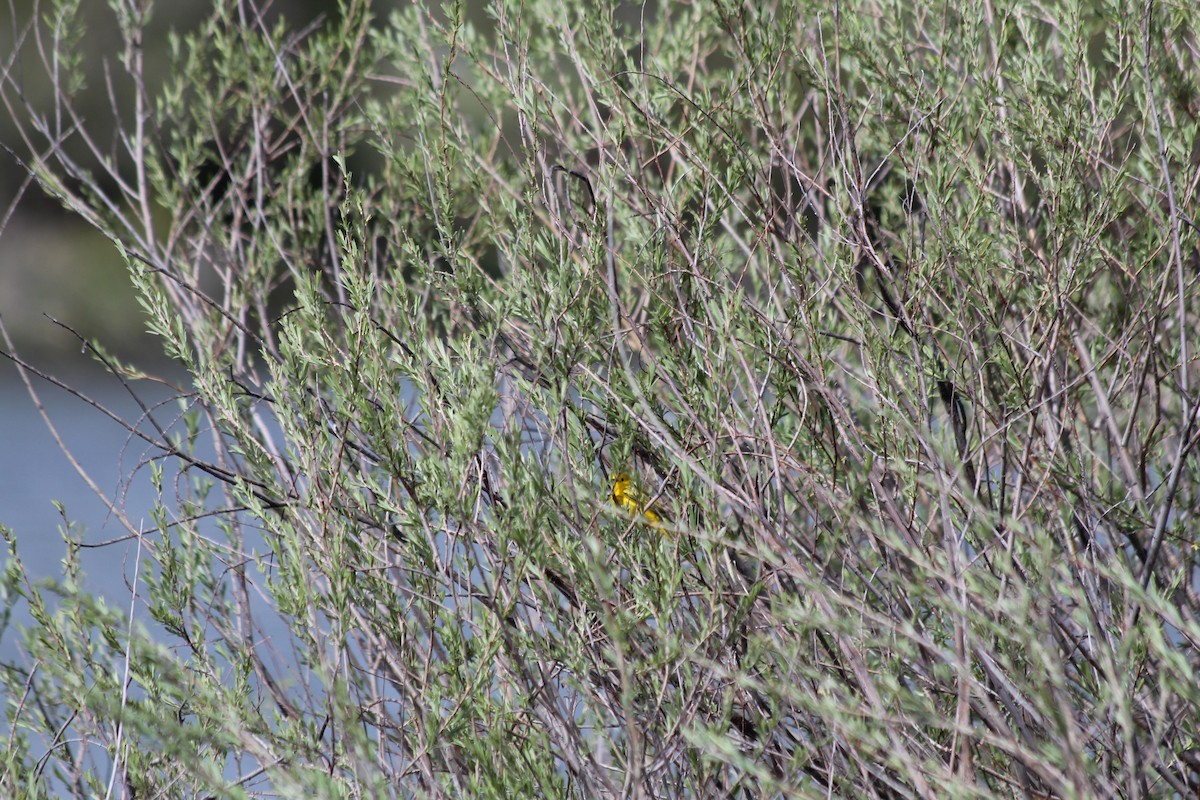 Yellow Warbler - ML618732160