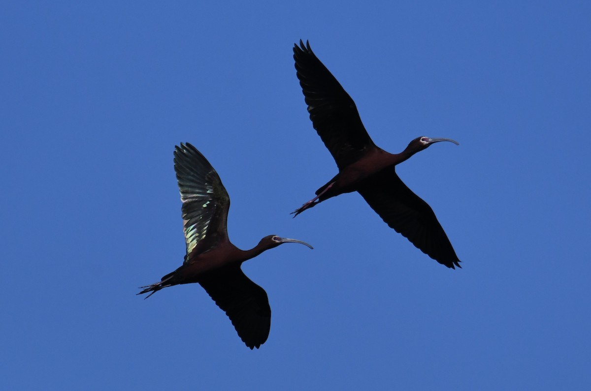 ibis americký - ML618732194